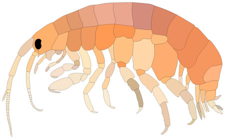 Amphipods Fish lives in ocean and under deep blue water life one of sea filterersのイラスト素材