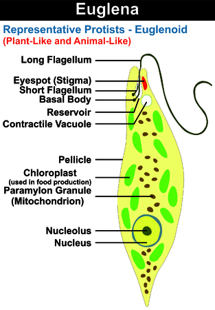 Euglena Cross Section Diagram representative protists euglenoid plant.のイラスト素材