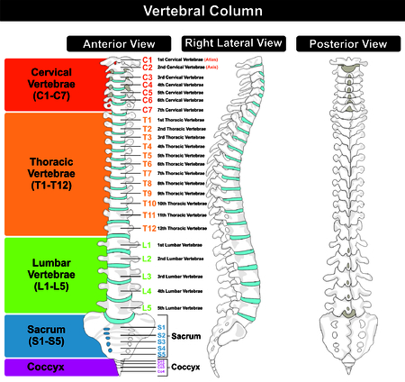 Vertebral Column spine structure of human bodyのイラスト素材