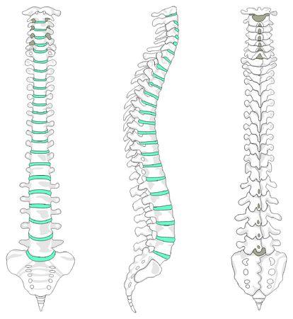 Vertebral Column spine structure of human bodyのイラスト素材