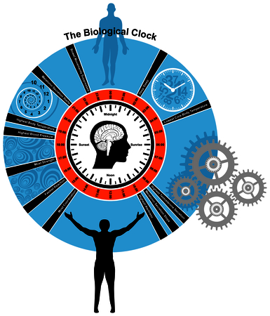 Biological Clock of Human Bodyのイラスト素材