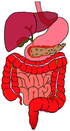 Human Digestive System tract vector diagram with all partsのイラスト素材