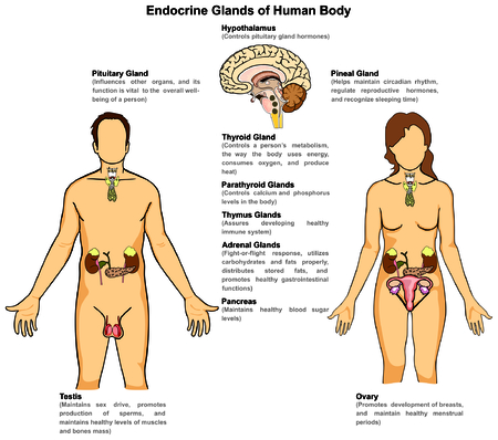 Endocrine Glands of Human Body for male and femaleのイラスト素材