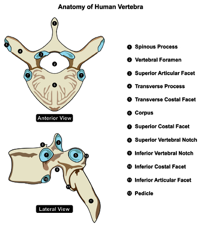 Vertebra of Vertebral Column of Human Body Anatomy in both anterior and lateral viewのイラスト素材