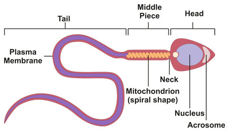 Sperm Cell of Human Body Anatomical Diagram with all parts including head middle piece and tail neck...