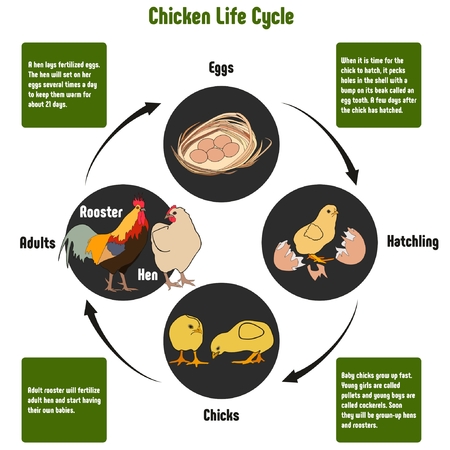 Chicken Life Cycle Diagram with all stages including eggs hatching chicks and adult rooster hen simple useful chart for biology science educationのイラスト素材