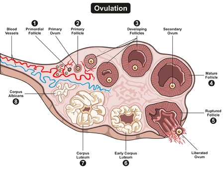Ovulation Steps infographic diagram including all stages of developing follicle from primordial to final corpus albicans for science education and medical health careのイラスト素材