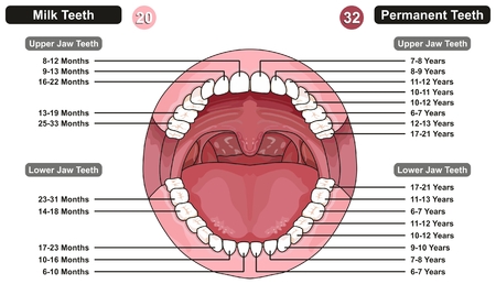 Comparison between Milk and Permanent Teeth infographic diagram showing at which age kids and adults teething for medical science education and health care dental conceptのイラスト素材