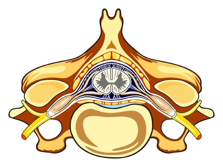 Vertebra Cross Section of Human Body Anatomy infographic diagram including all parts cord of grey and white matter spinal nerve vertebral body foramen for medical science education and healthcareのイラスト素材