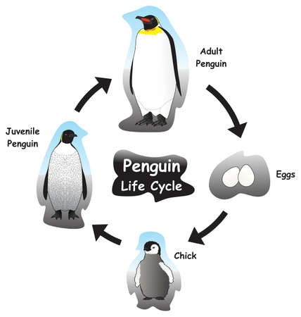 Penguin Life Cycle Infographic Diagram showing different phases and development stages including eggs chick juvenile and adult penguin for biology science education vectorのイラスト素材