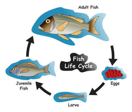 Fish Life Cycle Infographic Diagram showing different phases and development stages including eggs larva juvenile and adult fish for biology science education vector