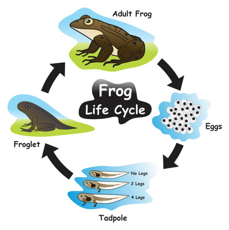 Frog Life Cycle Infographic Diagram showing different phases and development stages including eggs...