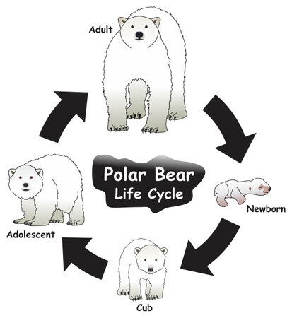 Polar Bear Life Cycle Infographic Diagram showing different phases and development stages including newborn cub adolescent and adult polar bear for biology science education vectorのイラスト素材