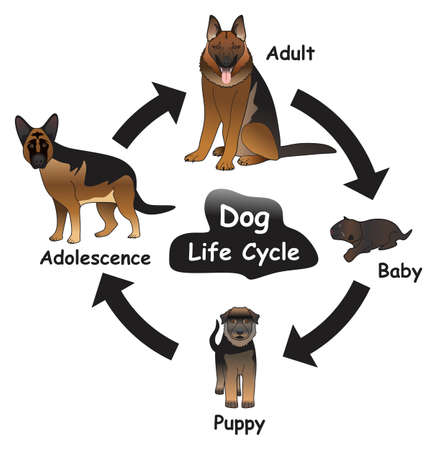 Dog Life Cycle Infographic Diagram showing different phases and development stages including baby puppy adolescent and adult dog for biology science education vectorのイラスト素材