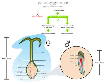 Environmental Sex Determination Infographic Diagram example green spoonworm bonellia larvae in water develop to female while in genital tract develop to male heredity genetic science education vectorのイラスト素材