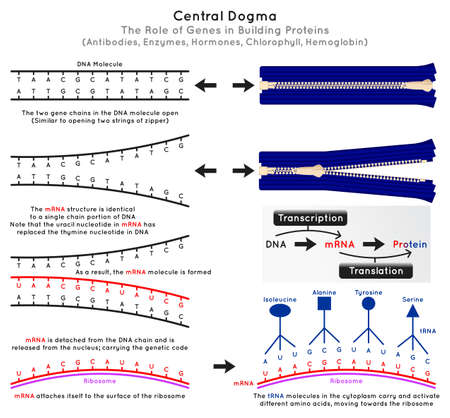 Central Dogma Molecular Biology Infographic Diagram rule gene building protein DNA molecule mRNA genetic code surface ribosome tRNA transcription translation process omics science education vectorのイラスト素材