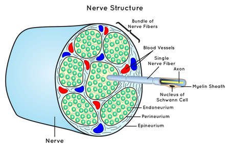 Nerve Structure Scheme Infographic Diagram parts including bundle single nerve fiber neuron axon myelin sheath schwann cell for neurology biology physiology anatomy science education vector chartのイラスト素材