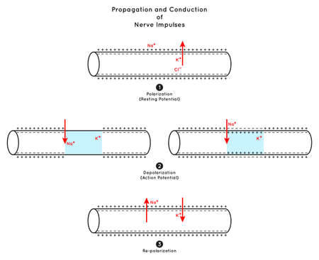 Propagation and Conduction of Nerve Impulse Infographic Diagram including polarization resting potential depolarization action re-polarization neurology biology physiology science education vectorのイラスト素材