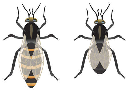 bee queen drone vector drawing bee master kingdom useful insect produce honey on isolated white background object icon sign   cartoon abstract art animal fly concept buzz female male honeycombのイラスト素材