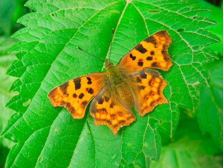 A Comma Butterfly (Polygonia c-album) on a green nettle leaf