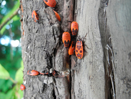 Firebug red insect colony on tree trunk bark. Pyrrhocoris apterus, is a common insect of the family Pyrrhocoridae. Pyrrhocoris apterus is distributed throughout the Palaearctic from the Atlantic coast of Europe to northwest China.の写真素材