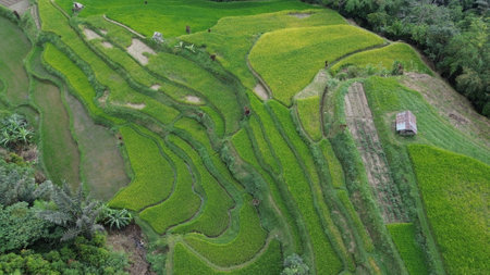 Rice fields on terraced of Mu Cang Chai, YenBai, Vietnamの写真素材