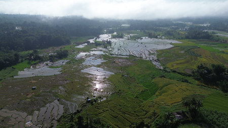 Rice paddies in Bali, Indonesia. Aerial view.の写真素材