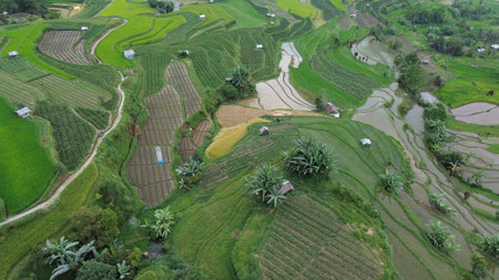Aerial view of green rice terraces in Bali, Indonesiaの写真素材