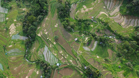Aerial view of green rice terraces in Bali, Indonesiaの写真素材