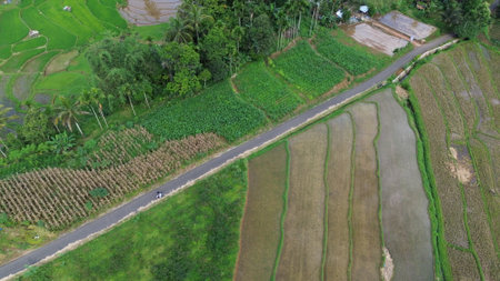 Aerial view of rice terraces in Bali, Indonesia.の写真素材