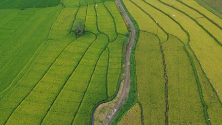 Aerial view of paddy rice terraces in Bali Indonesiaの写真素材
