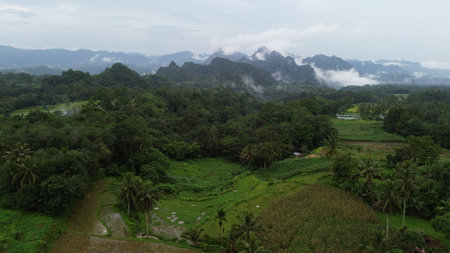 Panoramic view of rice terraces in bali indonesiaの写真素材