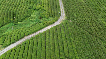 Tea Plantation in the Cameron Highlands, Malaysia. Aerial view.の写真素材