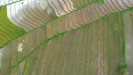 Aerial view of paddy rice terraces, green agricultural fields.の写真素材