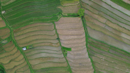 Aerial view of paddy rice terraces in Sapa, Vietnam