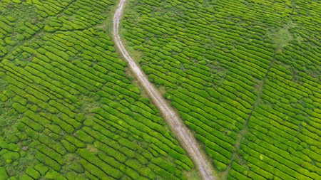 Aerial view of tea plantation in Cameron Highlands, Malaysia. Green tea plantations in Cameron Highlands.の写真素材