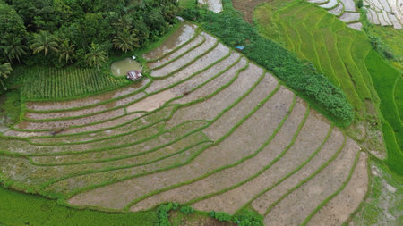 Aerial view of rice terraces in Bali, Indonesia.の写真素材