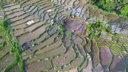Aerial view of terraced rice fields in Bali, Indonesiaの写真素材