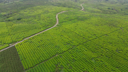 Aerial view of tea plantations in Cameron Highlands, Malaysia. Nature landscape background.の写真素材