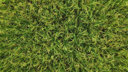 Top view of green rice field. Green rice field texture background.の写真素材