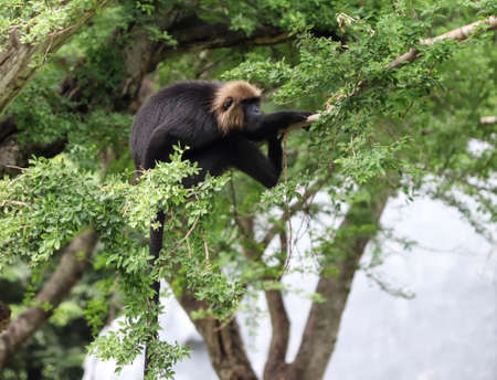 Lion tailed macaque monkeyâs reactionsの写真素材