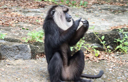 Lion tailed macaque monkeyâs reactionsの写真素材