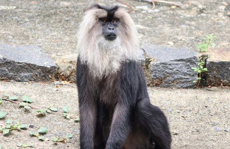 Lion tailed macaque monkeyâ€™s reactions