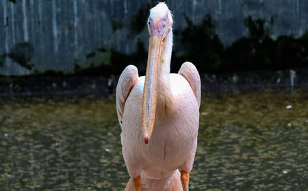 one Pelicans standing poses on backround in the wallの写真素材