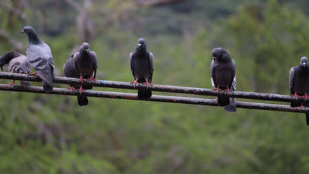 Pigeon sit in the irons rod with blur green backroundの写真素材