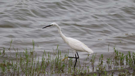 The beautiful water waves flowing in the lake in which one of the white cranes standingの写真素材