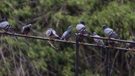 Pigeon sit in the irons rod with blur green backroundの写真素材