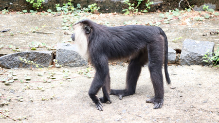Lion tailed macaque black monkeyâ€™s