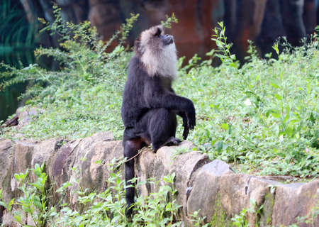 Lion tailed macaque black monkeyâsの写真素材