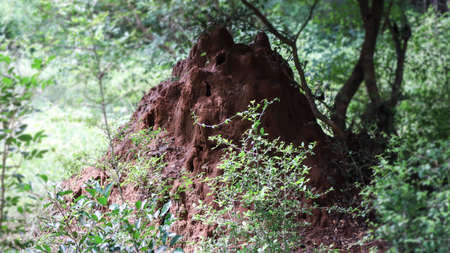 Termite Mound a under the treeの写真素材